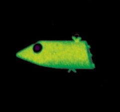 太刀魚ジグヘッド 21g 緑発光 1個入