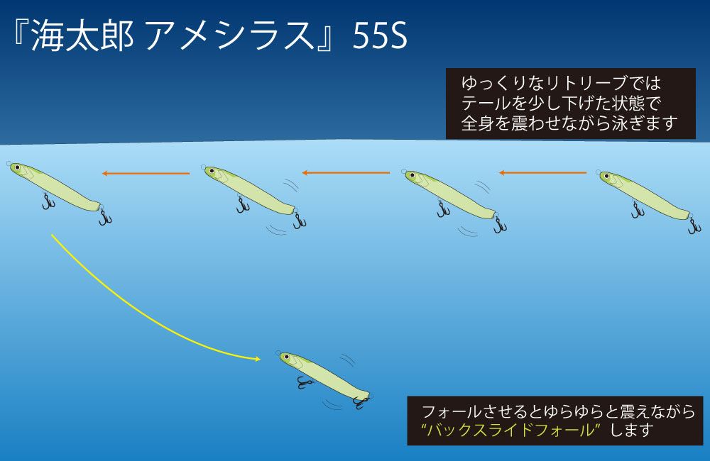 海太郎 アメシラス 55 #015 カタクチイワシ