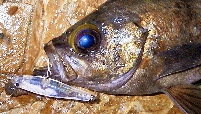 フロッパーブロス55 FLOPPER Bros 55 シンキング 03/クリアホロラメ 55mm 5.3g